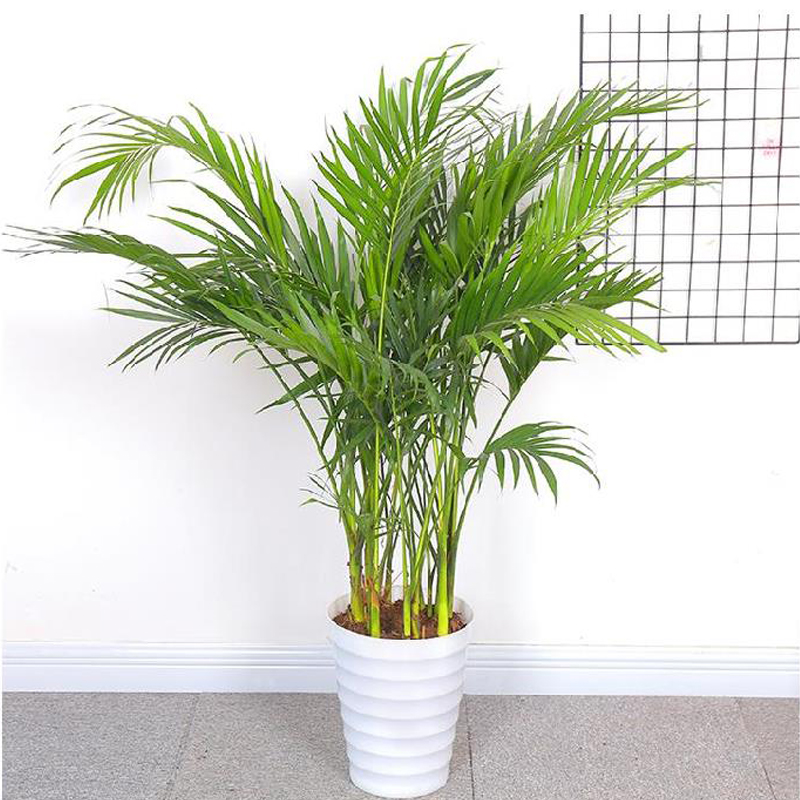 诗樱大型植物散尾葵植物盆栽室内凤尾竹花卉绿植办公室客厅净化空气高清大图