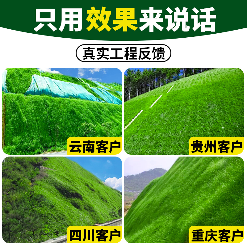 新鲜生活 四季常青护坡固土耐寒耐旱边坡绿化草坪草籽免修剪黑麦草高羊茅籽草种子 25kg高清大图