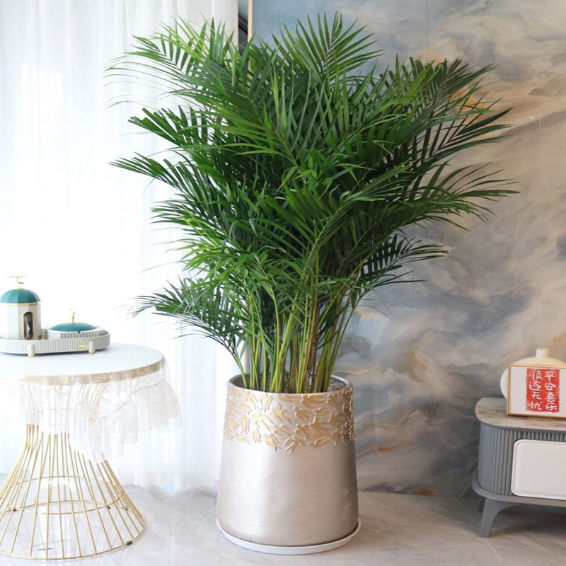 回固散尾葵盆栽凤尾竹室内大型植物花卉乔迁送礼吸甲醛加湿办公室绿植