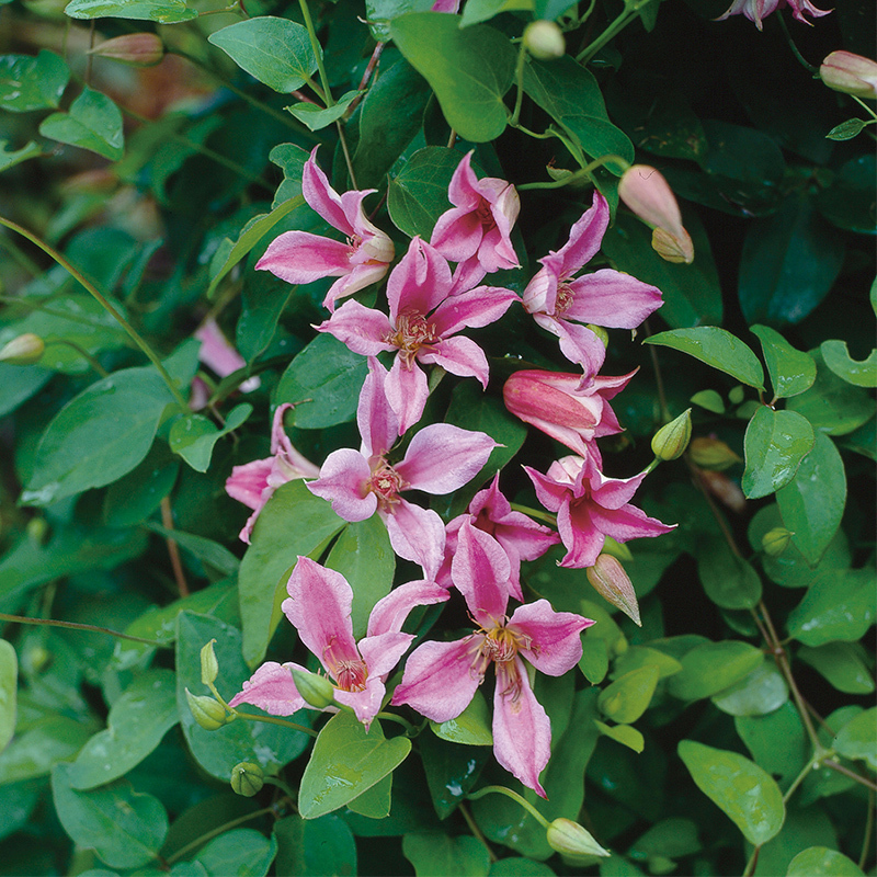 [夏日风铃]铁线莲铃铛/德克萨斯型爬藤花卉植物胭脂扣王梦