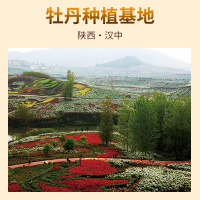 朱鹮牡丹有机牡丹籽油一级压榨国花牡丹食用油礼盒装1L