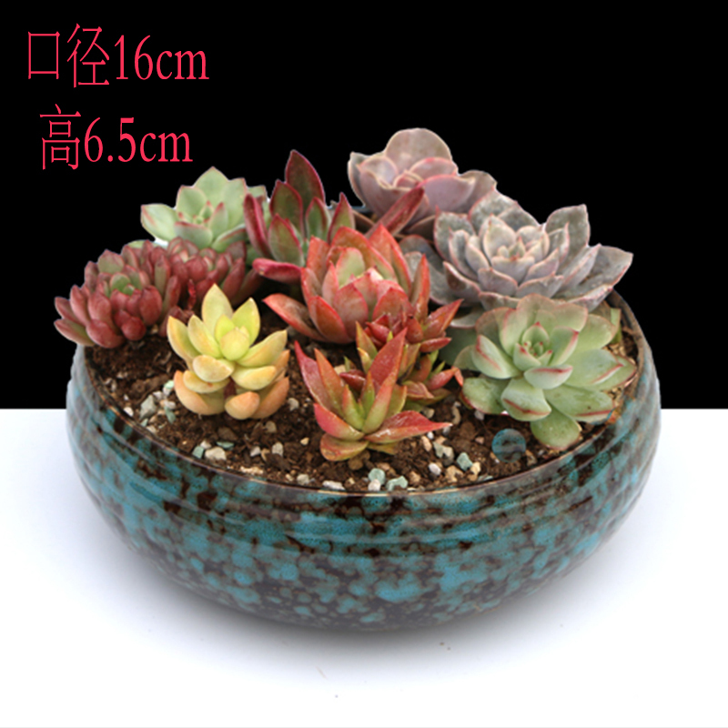 弹痕园艺用品弹痕含盆带土多肉植物一套吉娃娃金姬胧月大口径拼盘多肉含盆套餐横纹盆 土 随机10颗多肉含盆 价格图片品牌报价 苏宁易购艾迪瑞园艺用品专营店