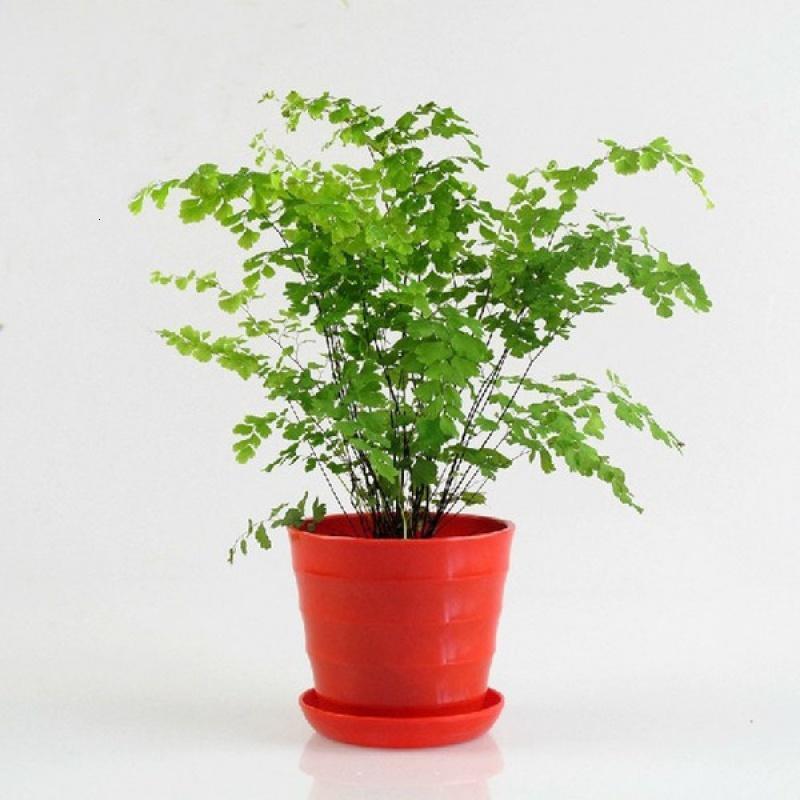 铁线蕨中型植物可水培适合室内盆栽绿植吸甲醛净化空气吸收二手烟