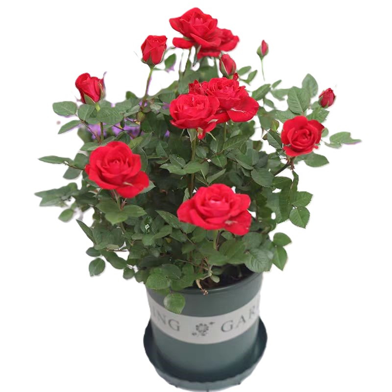 东方能展 绿植 绿萝小盆盆 月季花可选品种盆