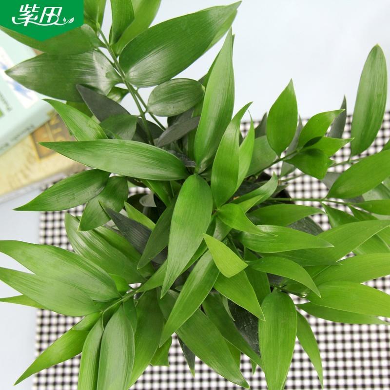 绿植长寿竹小型盆栽植物懒人自吸盆办公室内桌面绿色竹柏盆景