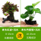 大九叶皇冠草真水草鱼缸装饰懒人水草淡水有茎类中后景性草