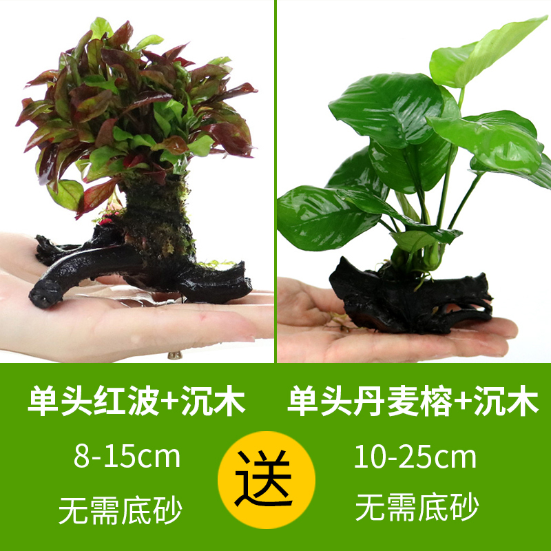 大九叶皇冠草真水草鱼缸装饰懒人水草淡水有茎类中后景性草