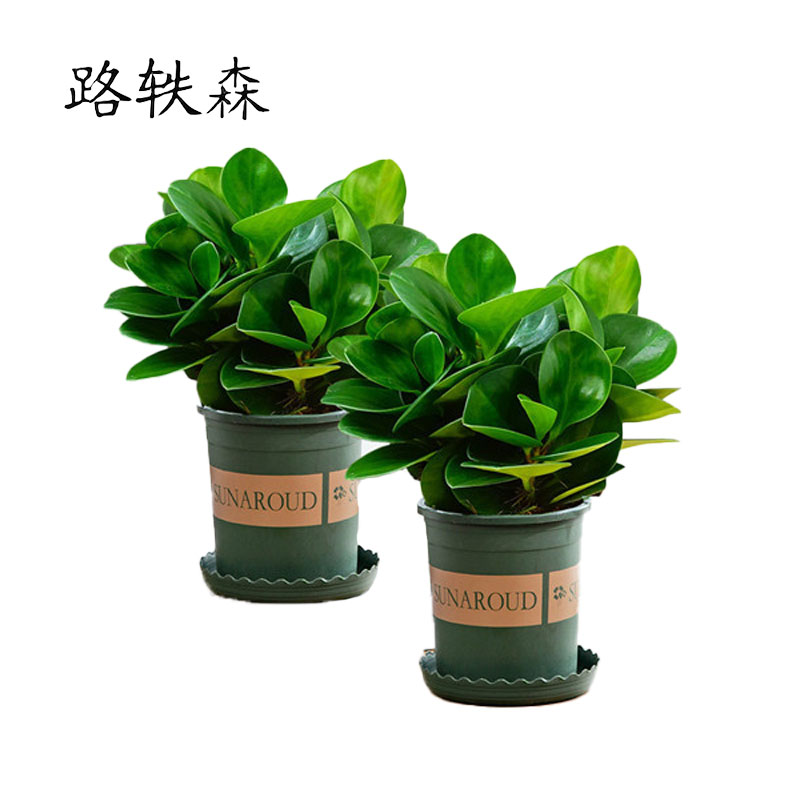 路轶森 豆瓣绿盆栽室内绿植盆景 35# 盆高清大图