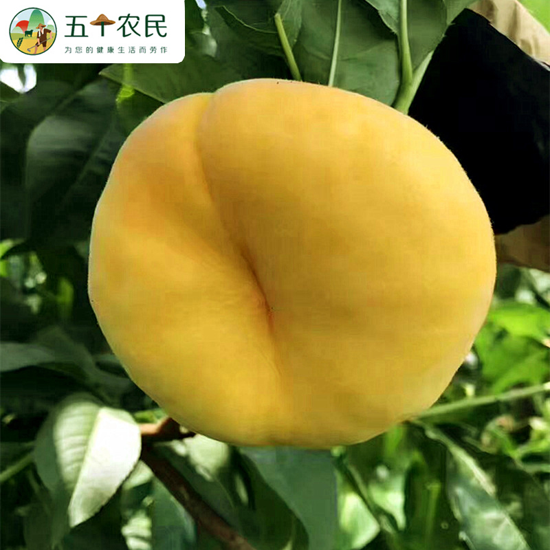 正宗蒙阴黄金蟠桃净重4斤装脆甜桃子应季新鲜水果纯甜桃子新鲜孕妇水果扁桃黄毛蟠桃农家现摘整箱