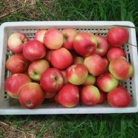 佳艾果缘 山东美八苹果5斤 约10-12个果 2500g 新鲜采摘红苹果嘎啦果国产苹果 当季特产 酸甜可口