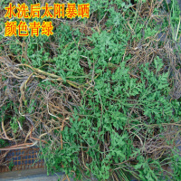 2018大别山区野生一朵云小春花 独脚金鸡 阴地蕨 蛇不见 1斤