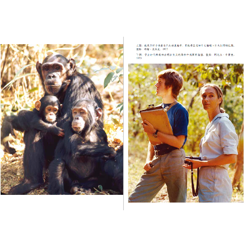 正版新书]与菲菲一起生活 野生黑猩猩教会我的事(美)约翰·克洛克高清大图