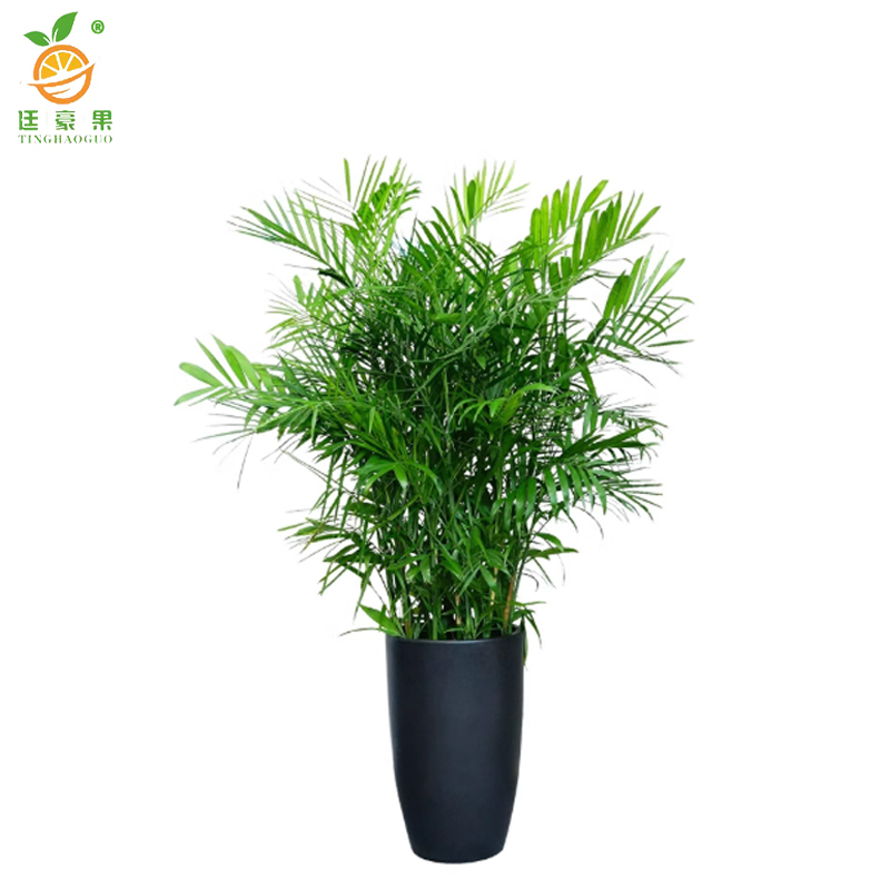 廷豪果 君子兰盆栽 14片 /盆高清大图