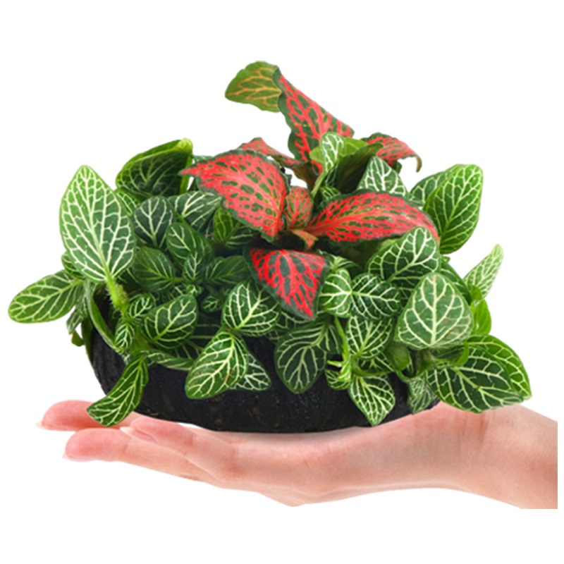 萌碎宠物日用鱼缸水草植物活水榕沉木莫斯真草阴性蜈蚣草增氧草缸造景套餐水族世界 价格图片品牌报价 苏宁易购佳兰百货专营店