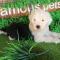 多多名宠 古牧犬幼犬 古代牧羊犬 宠物狗狗纯种古牧幼犬 大型犬 幼崽
