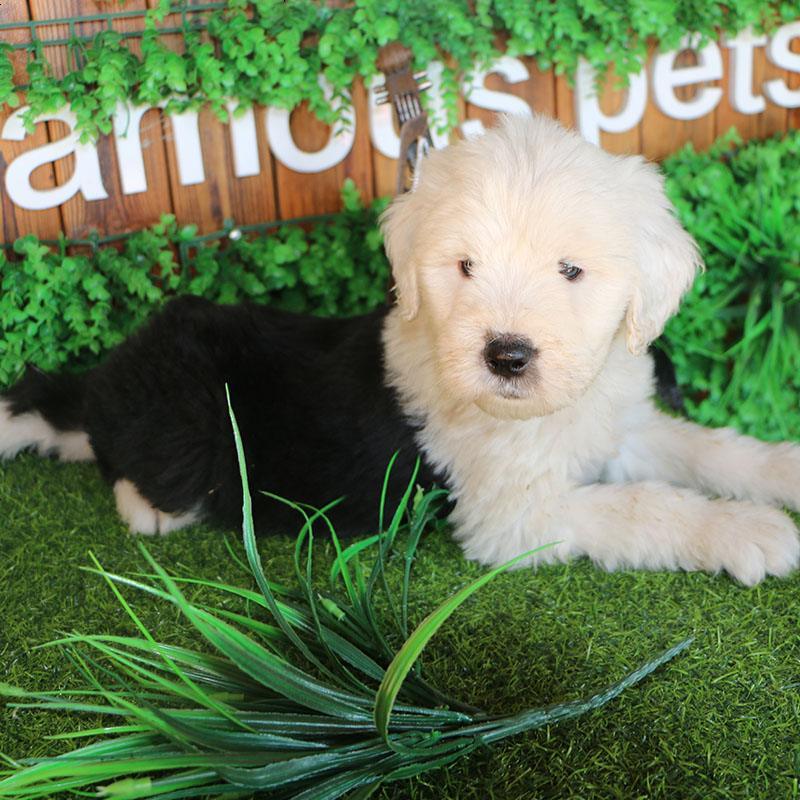 多多名宠 古牧犬幼犬 古代牧羊犬 宠物狗狗纯种古牧幼犬 大型犬 幼崽