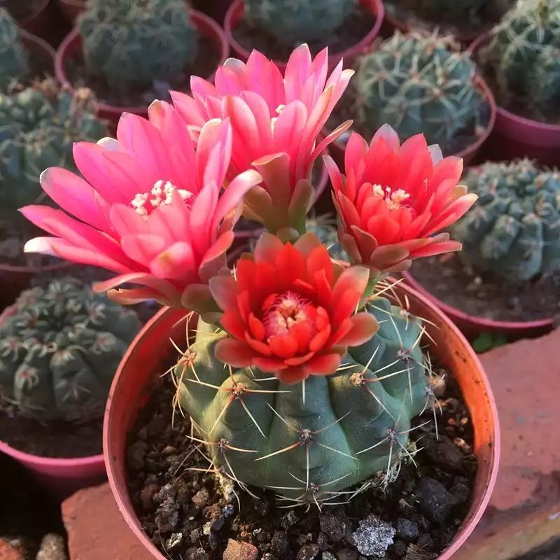 绯花玉仙人球带花苞花卉小盆栽桌面绿植防辐射多肉植物室内开花 小菲花玉[不带花苞]_