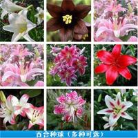 阳台花卉盆栽球根进口香水百合种球种子麝香种根每年开4次花标签10棒棒糖其他
