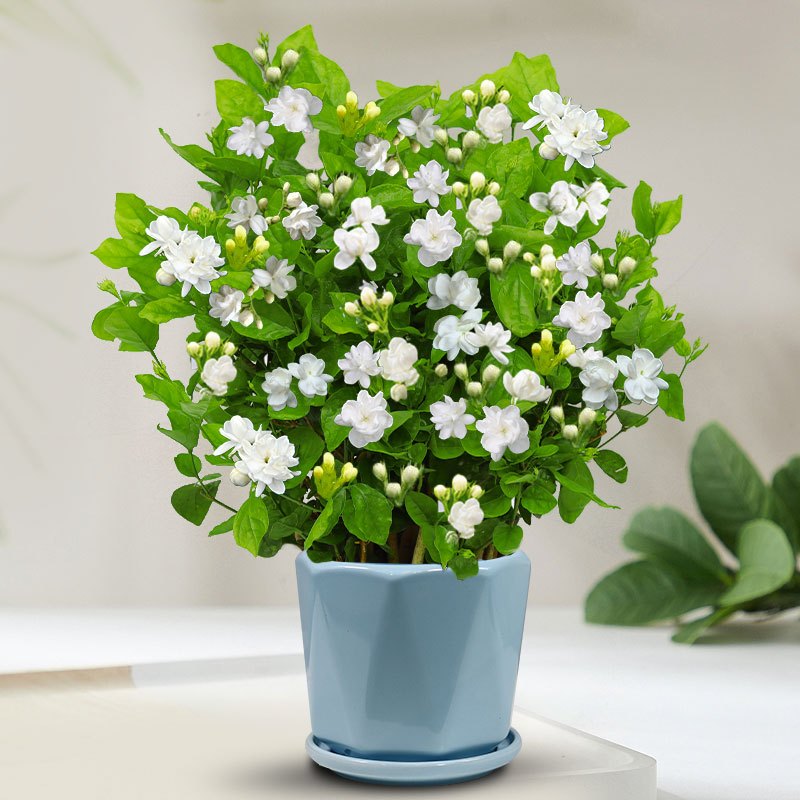 茉莉花苗盆栽带花苞九里香老桩驱蚊花卉植物室内浓香四季开花物内 含盆 带花苞发货茉莉花6年苗10棵爱情海陶瓷盆+肥料
