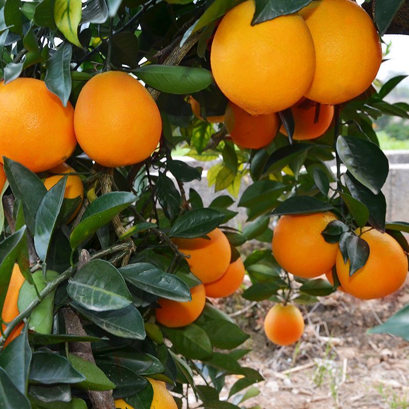 5斤中大果精选湖南麻阳冰糖橙子手剥薄皮柑橘子当季新鲜水果小橙子超