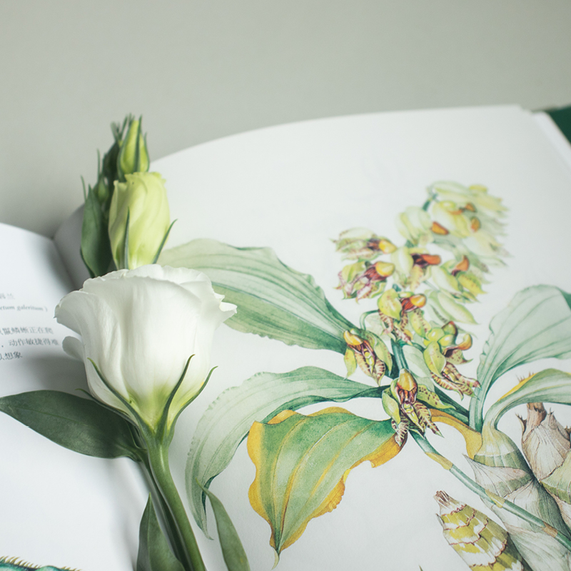 [友一个正版] 森林之花 玛格丽特米 精装典藏版植物学笔记科普百科经典图文书图谱 植物花卉大全森林探险之旅收藏鉴赏艺术高清大图