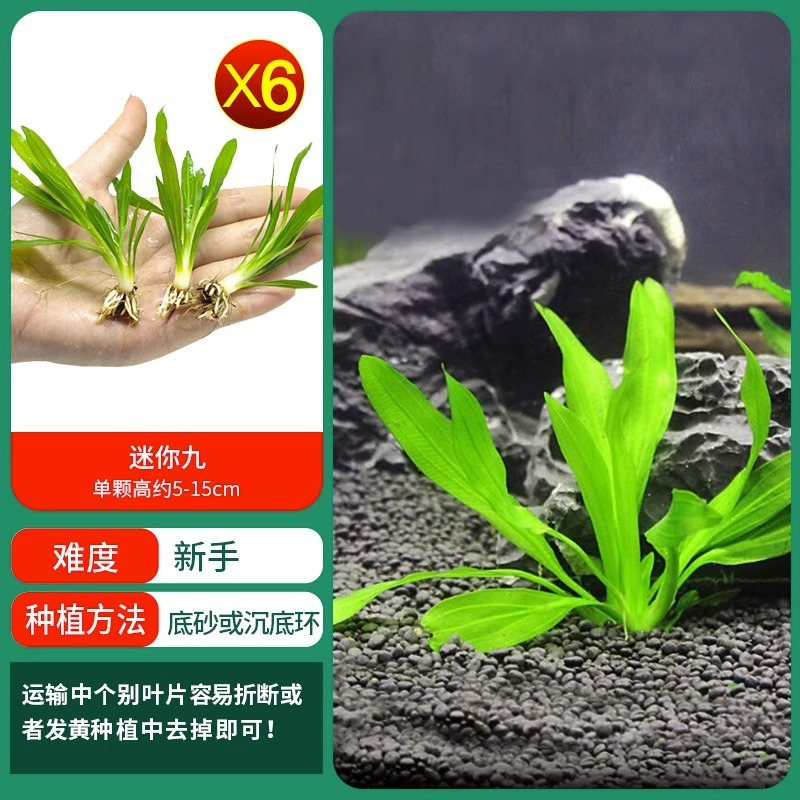 水草植物鱼缸造景莫斯阴性水榕沉木蜈蚣水培懒人增氧乌龟真草缸