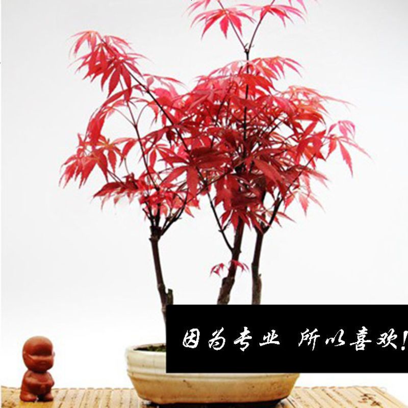 进口红枫种子 四季枫叶红庭院观叶植物林木种子 室内花卉盆栽种子