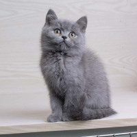 宠物猫蓝猫 蓝猫宠物猫咪 蓝猫 纯种英国短毛猫幼猫 幼崽