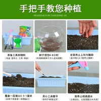 逍遥四季小香葱种子四季播农家菜种子阳台盆栽葱籽易种蔬菜籽小葱种子