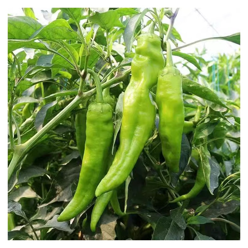 [西沛生鲜]陕西青椒 净重4.5斤 青辣椒辣椒新鲜现摘鲜辣椒薄皮青椒线椒虎皮椒中辣