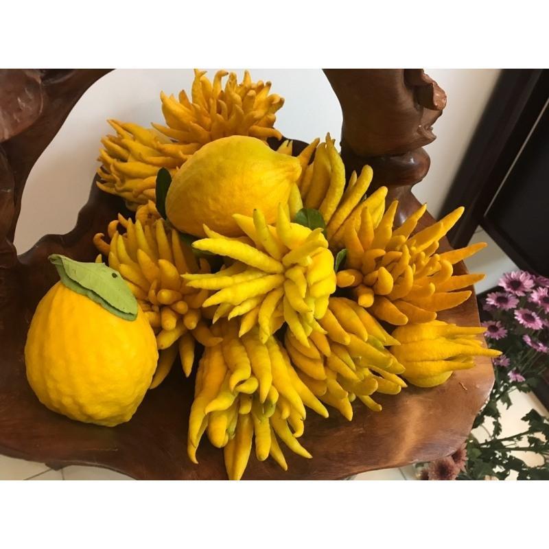 5斤(1个果)金佛手果现摘金华金佛手鲜果香橼供观赏把玩除味食用佛手水