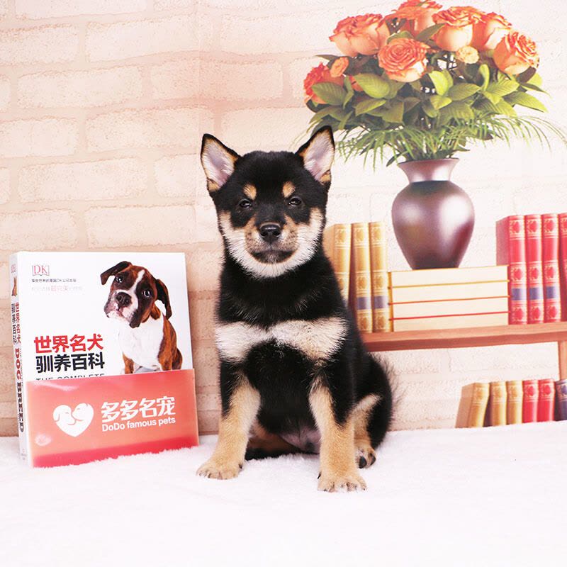 多多名宠柴犬幼犬宠物狗狗柴犬幼崽日本柴犬黑色柴犬宠物级血统级DNA鉴定中小型犬图片