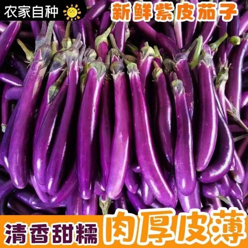 湛航茄果瓜类报价_参数_图片_视频_怎么样_问答-苏宁易购