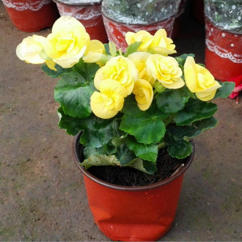 花卉四季玫瑰海棠盆栽重瓣带花苞发货 四季海棠盆景 绿植 黄色 原盆原