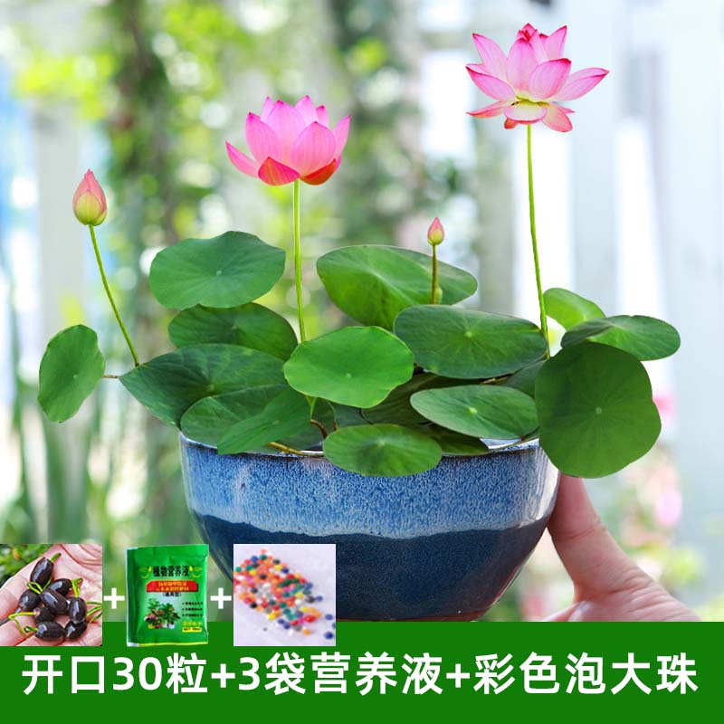 四季开花荷花种子水培植物花卉室内客厅水养莲花好养碗莲睡莲盆四 不含盆 开口30粒+3袋营养液+彩色泡大珠特惠装