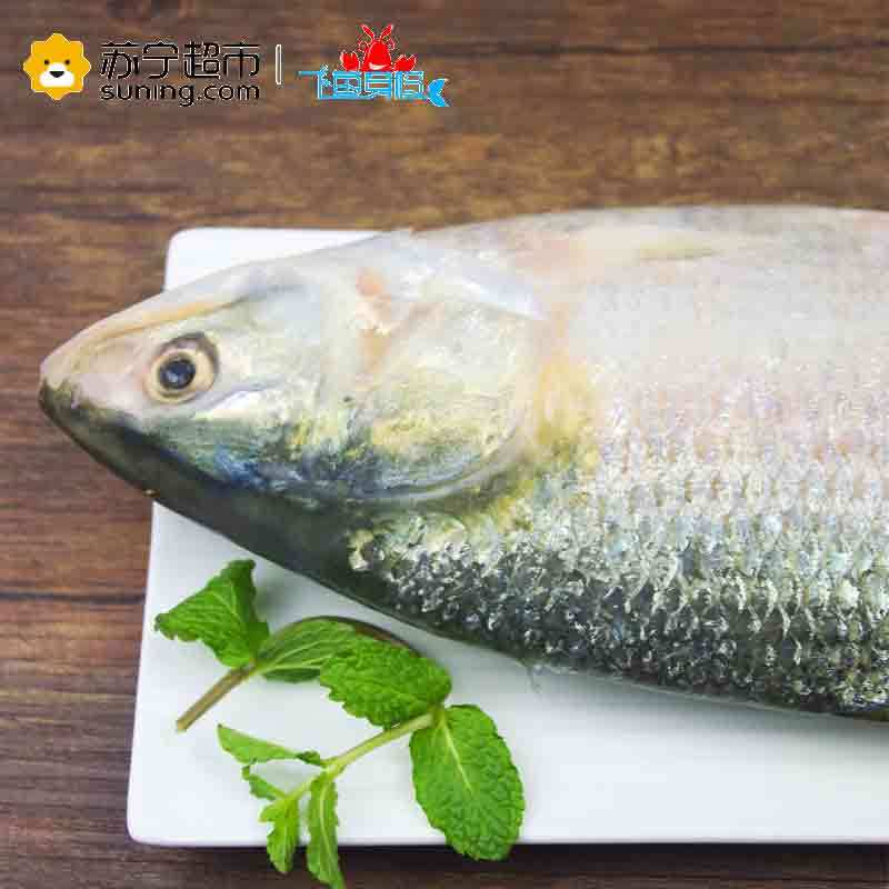 [苏宁生鲜][冰鲜]长江鲥鱼 1100-1150 本帮美味 顺丰冷链空运 海鲜水产
