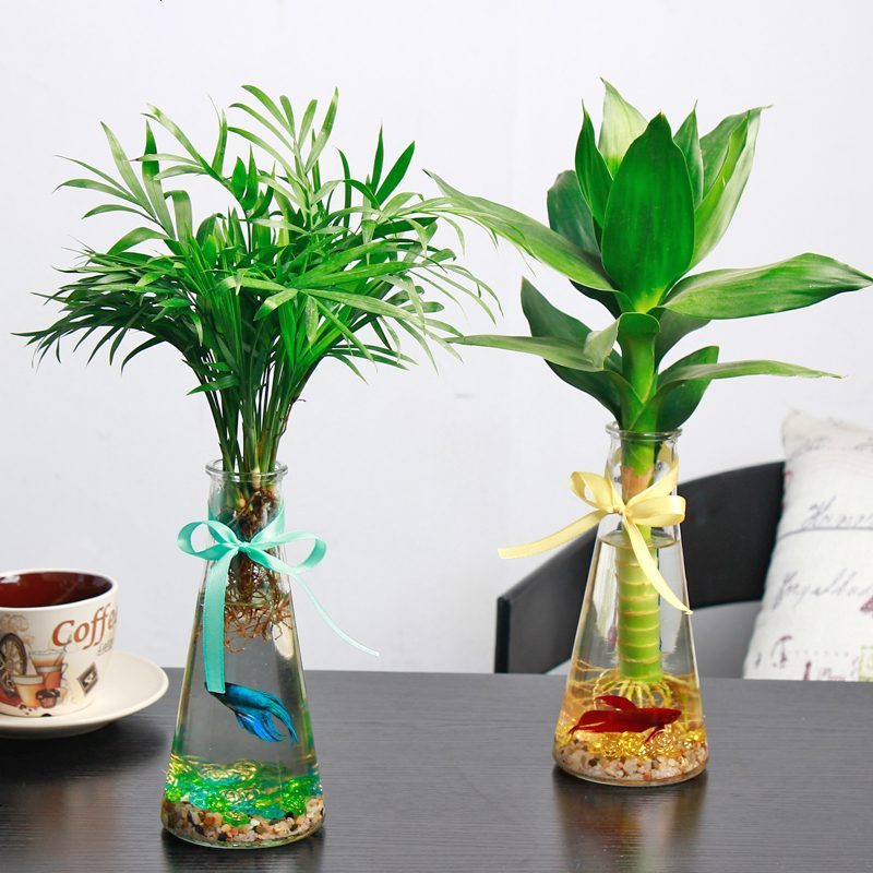 L水培植物生态瓶椰子办公室绿植富贵竹创意微景观迷你小盆栽