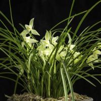 兰花苗莲瓣兰碧龙玉素花白如玉片庭院绿植花卉兰花盆栽碧龙玉素8苗裸根不带土