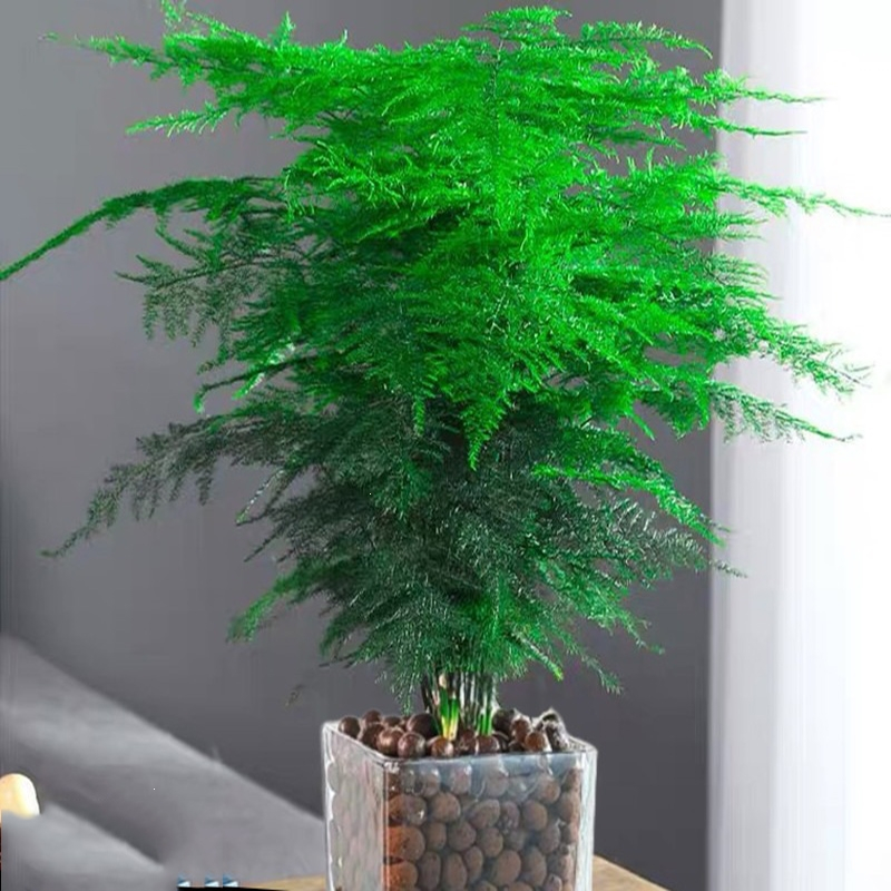 回固文竹盆栽植物室内办公室绿植花卉盆栽盆景四季常青小盆栽报价 参数 图片 视频 怎么样 问答 苏宁易购