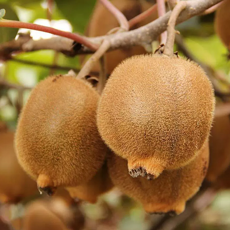 西沛生鲜陕西秦美猕猴桃当季新鲜水果5斤装果王单果130以上新鲜水果西