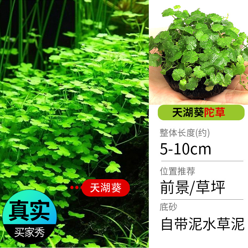 鱼缸造景莫斯沉木水榕无土植物懒人增氧真水草趴地矮珍珠陀草