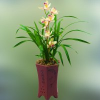 兰花苗洋兰雪美人建兰四季兰浓香型不带花苞室内观花植物绿植花卉雪美人8苗裸根不带土