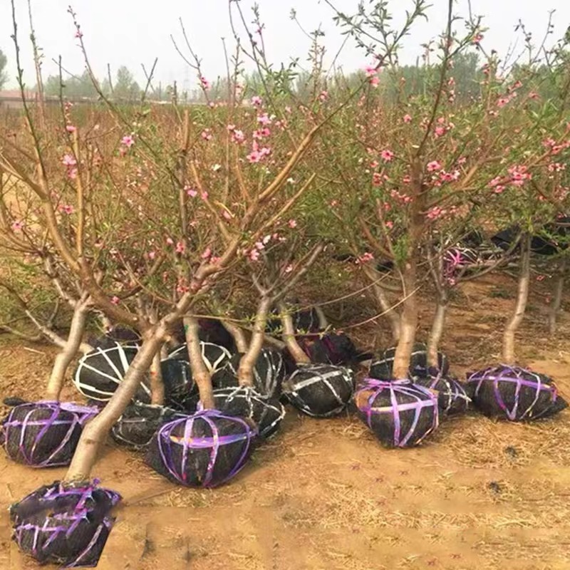 诚智旺 桃树 3年苗/棵高清大图