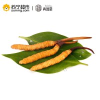 青源堂 冬虫夏草 0.7克/条 40条装28克 新鲜冬虫夏草青海玉树高海拔雪山虫草正品 可泡酒泡水