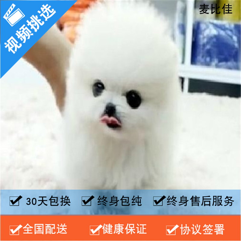 麦比佳 纯种哈多利系球体博美犬活体动物 茶杯博美犬 日系俊杰双血统长不大的茶杯狗白色博美犬 赛级博美犬活体狗狗纯种博美犬高清大图