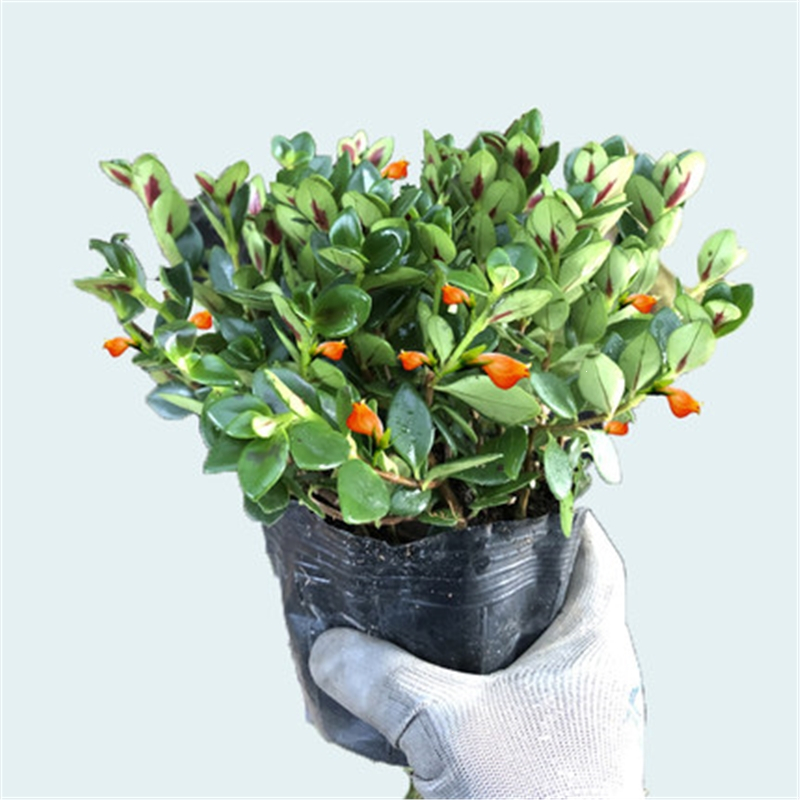 金鱼吊兰苗金鱼花亲嘴鱼吊兰四季常青花卉室内办公室花植物古达花卉报价 参数 图片 视频 怎么样 问答 苏宁易购
