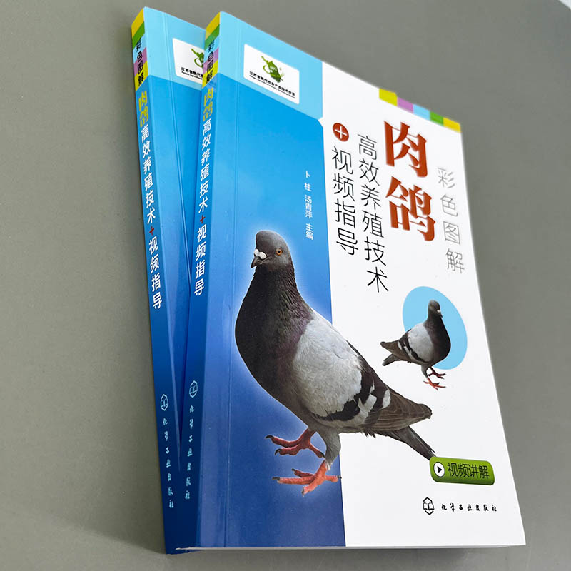 [醉染正版]彩色图解肉鸽养殖技术+视频指导 9787122403926 卜柱 汤青萍肉鸽选种 疾病防治 肉鸽营养饲料 养高清大图