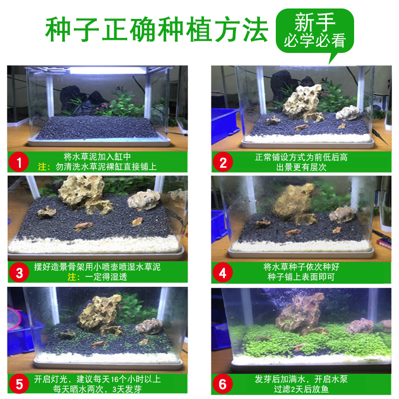 鱼缸水种子淡水懒人水族箱造景缸皮前景种子植物高清大图