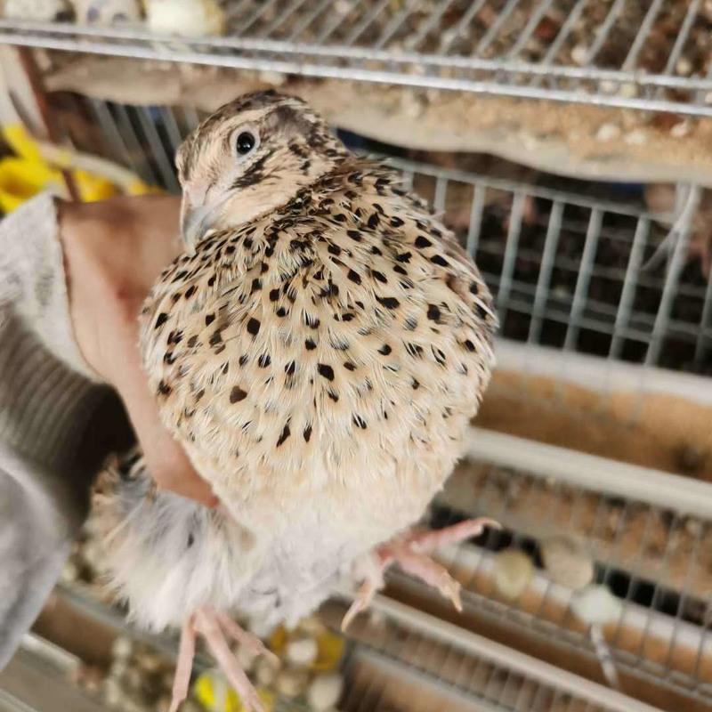 鹌鹑是芦丁鸡吗(芦丁鸡死亡征兆)