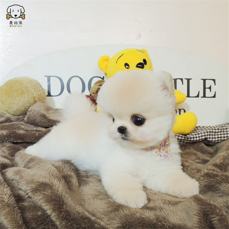 麦比佳 狗狗活体纯种博美犬幼犬哈多利系球体博美俊介狗长不大茶杯犬玩具型迷你袖珍博美宠物狗微小体杯子狗视频挑选高清大图